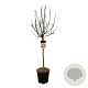 Magnolia 'Susan' 90 cm stam 15L
