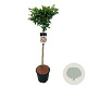 Magnolia 'Susan' 90 cm stam 15L