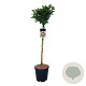 Magnolia 'Susan' 90 cm stam 15L