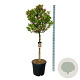 Magnolia 'Susan' 90 cm stam cont. 55L extra