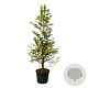 Metasequoia gl. Amber Glow 250-300 cm cont. 90L extra