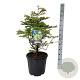 Metasequoia gl. 'Schirrm. Nordl.' 80-100 cm 30L extra