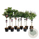 Mixlaag Acer palmatum veredeld 80 cm stam 15L
