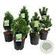 Mixlaag veredelde coniferen exclusief 50-60 cm 15L