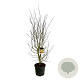 Parrotia persica 200-225 cm cont. 55L extra