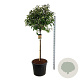 Photinia fraseri 'Red Robin' 120 cm stam cont. 90L extra