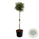 Photinia fraseri 'Red Robin' 180 cm stam cont. 130L extra