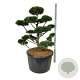 Pinus mugo 'Gnom' 125-150 cm cont. 285L bonsai