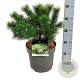 Pinus mugo 'Gnom' 25-30 cm 6,5L