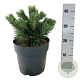 Pinus mugo 'Green Pearl' 25-30 cm 6,5L