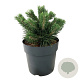 Pinus mugo 'Green Pearl' 25-30 cm 6,5L