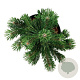 Pinus mugo 'Green Pearl' 25-30 cm 6,5L