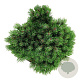 Pinus mugo 'Heideperle' 25-30 cm 6,5L