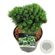 Pinus mugo 'Heideperle' 25-30 cm 6,5L