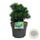 Pinus mugo 'Mops' 25-30 cm 6,5L