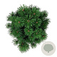 Pinus mugo 'Mops' 25-30 cm 6,5L