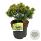 Pinus mugo 'Ophir' 25-30 cm 6,5L