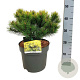 Pinus mugo 'Ophir' 25-30 cm 6,5L