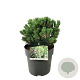 Pinus mugo 'Sherwood Compact' 25-30 cm 6,5L