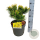 Pinus mugo 'Winter Gold' 25-30 cm 6,5L