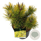 Pinus mugo 'Winter Gold' 25-30 cm 6,5L
