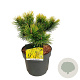 Pinus mugo 'Winter Gold' 25-30 cm 6,5L