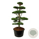 Pinus nigra nigra 175-200 cm cont. 285L bonsai
