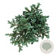 Picea pungens 'Karpaten' 60-80 cm 30L extra