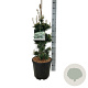 Pinus parv. 'Negishi' 60-80 cm 15L