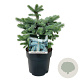 Picea pungens Super Blue Seedling 30-40 cm 6,5L