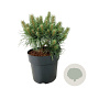 Pinus sylv. Blue Pearl 25-30 cm 6,5L
