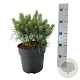 Pinus sylv. Blue Pearl 25-30 cm 6,5L