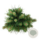 Pinus sylv. Blue Pearl 25-30 cm 6,5L