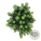 Pinus sylv. Blue Pearl 30-40 cm 15L
