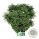 Pinus sylv. Blue Pearl 50-60 cm 30L extra