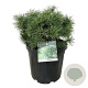 Pinus sylv. Blue Pearl 50-60 cm 30L extra