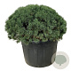 Pinus sylv. 'Watereri' 100-125 cm cont. 230L bol extra