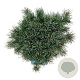 Pinus sylv. 'Watereri' 30-40 cm 15L