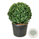 Prunus l. 'Ani' 100 cm cont. 230L bol