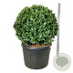 Prunus l. 'Ani' 100 cm cont. 230L bol