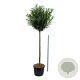 Prunus l. 'Caucasica' 180 cm stam cont. 130L extra