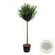 Prunus l. 'Caucasica' 180 cm stam cont. 130L extra