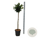 Prunus l. Etna 90 cm stam 15L