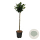 Prunus l. Etna 90 cm stam 15L