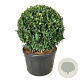 Prunus l. 'Herbergii' 100 cm cont. 230L bol