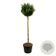 Prunus l. 'Otto Luyken' 180 cm stam cont. 130L extra