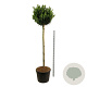 Prunus l. 'Otto Luyken' 180 cm stam cont. 130L extra