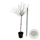 Prunus subh. 'Autumnalis Rosea' 120 cm stam 30L extra