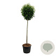Prunus l. Genolia 180 cm stam cont. 130L extra