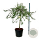 Pyrus salicifolia 'Pendula' 120 cm stam cont. 90L extra
